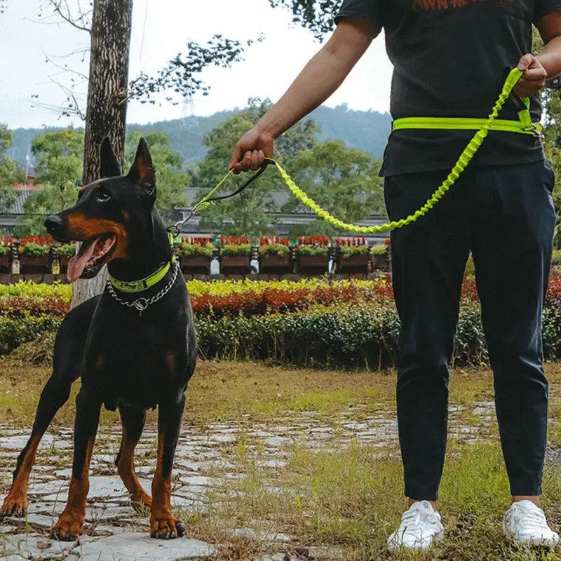 Guinzaglio per cani per chi ama fare attività all'aperto - ITALY-VASION- STORE