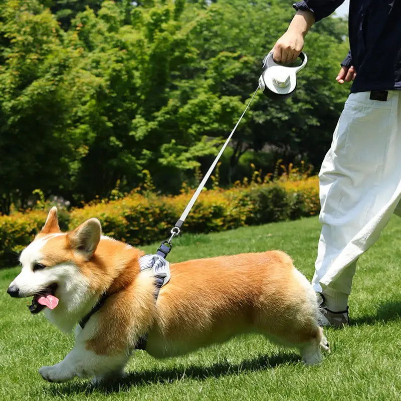 Guinzaglio per cani retrattile  la funzione di illuminazione integrata offre maggiore sicurezza quando si cammina con i cani di notte - ITALY-VASION- STORE